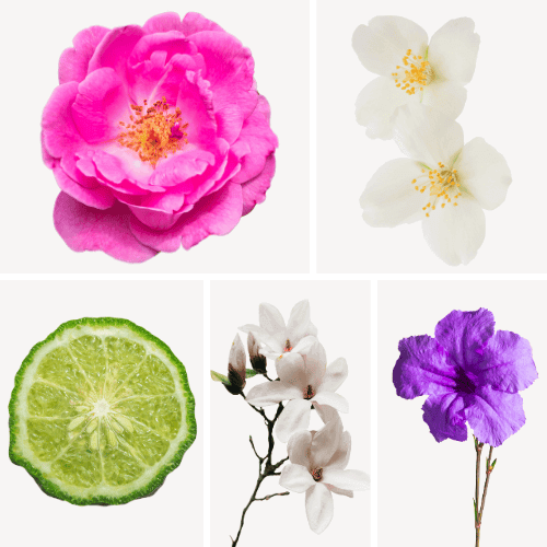 Duftnoten: Rose, Jasmin, Bergamotte, Magnolie, Veilchen